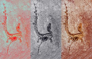 What Color Was Sinosauropteryx?