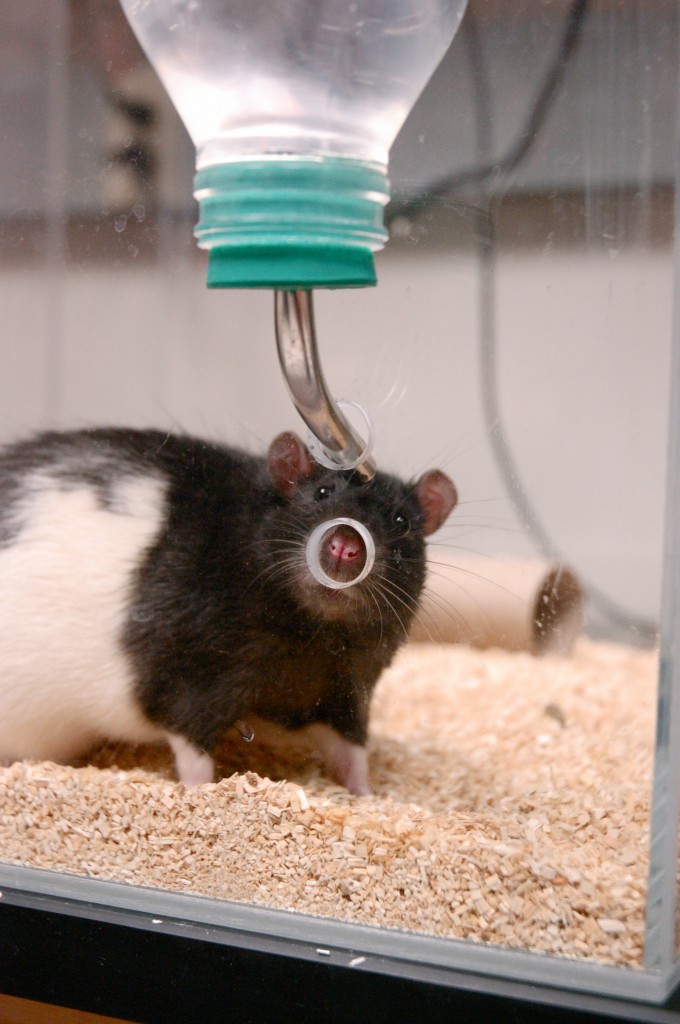 Test Subject for Neuroscience Experiment