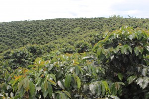 Sun grown coffee plantation