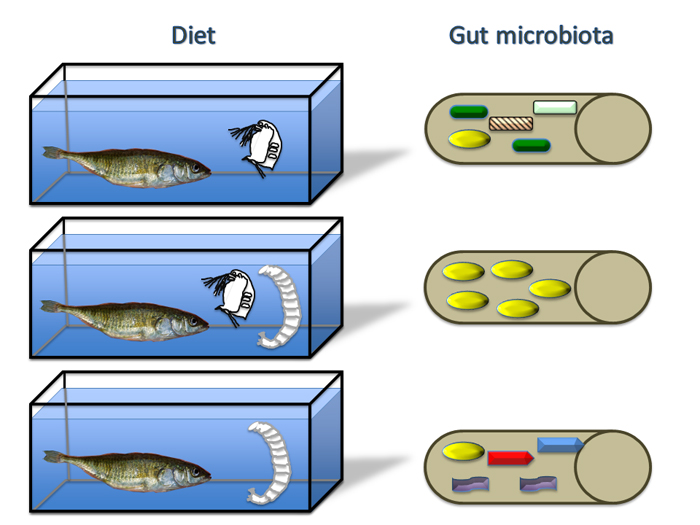 Cartoon Depiction of Findings