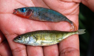 A pair of stickleback fish.