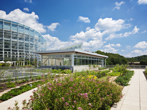 Phipps