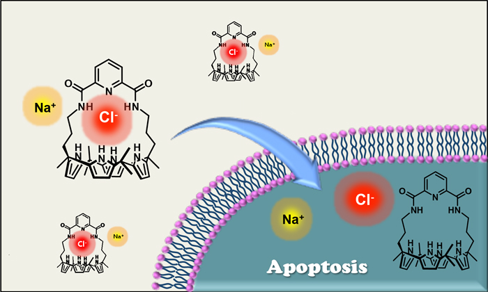 Synthetic ion transporters can induce apoptosis by facilitating chloride anion transport into cells.
