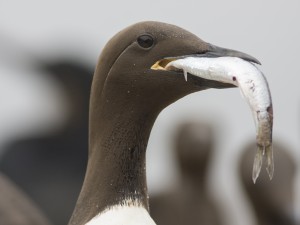 Common Murre with anchovy