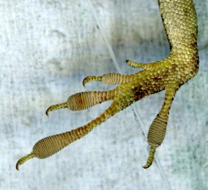 left hind foot of the green anole