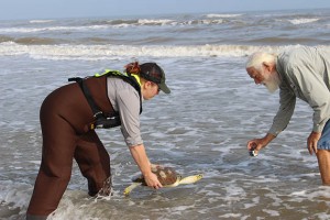 Tony Amos releases rehabilitated sea turtle