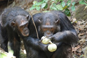 Chimpanzees in Gombe Stream National Park