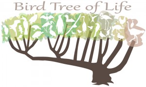 Bird Tree of Life