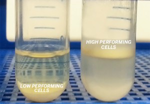 Researchers at the Cockrell School of Engineering develop yeast cells that produce so much lipids, the cells float to the top of a tube.