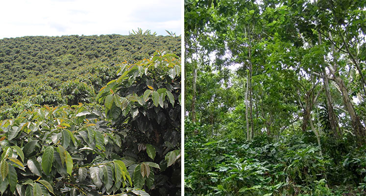 Sun vs. Shade-Grown Coffee