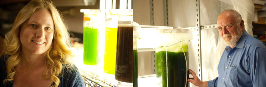 Algae researchers