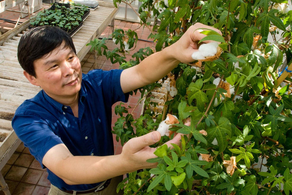 Dr. Z. Jeff Chen inspects a cotton plant in a campus greenhouse.