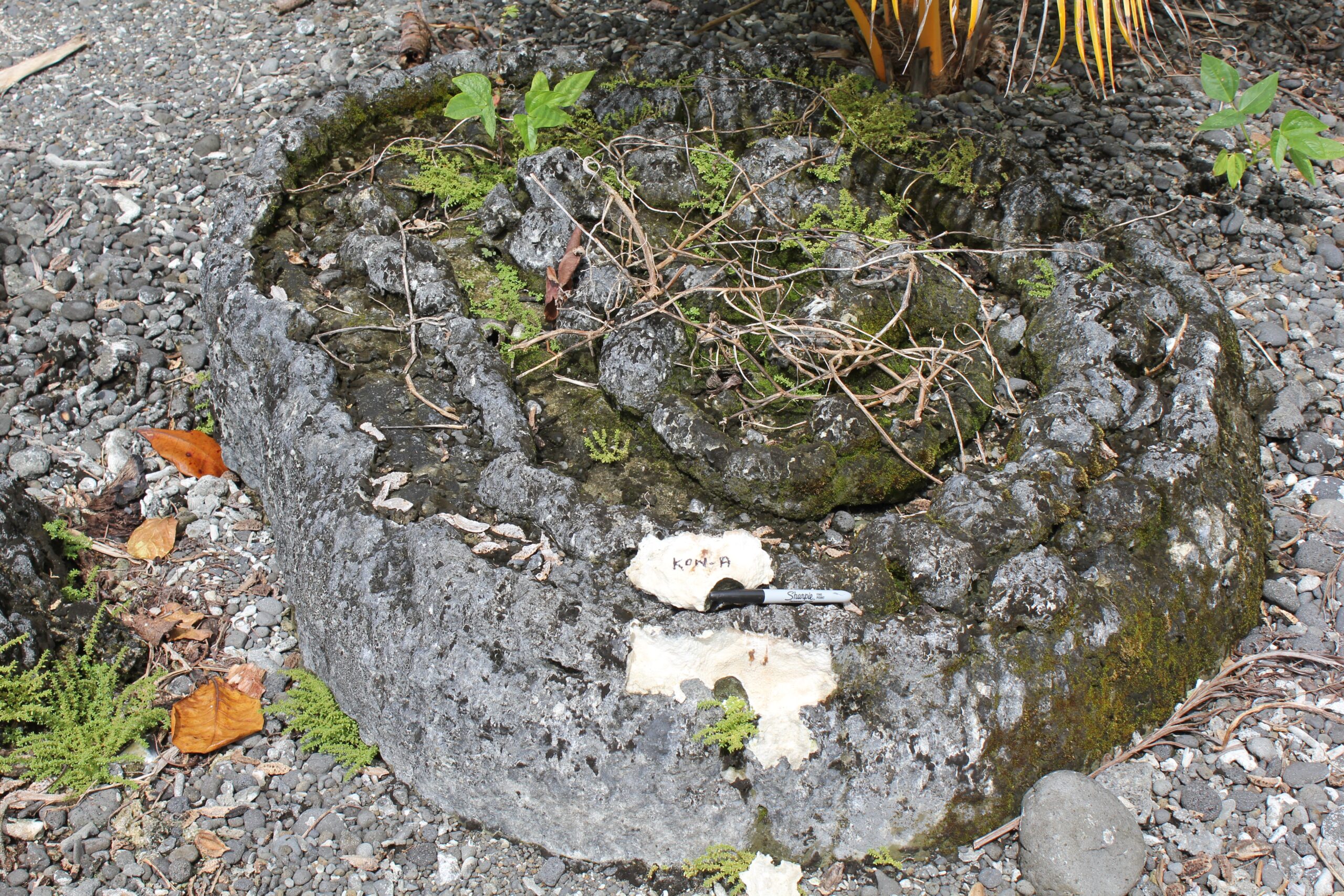 Solomon coral