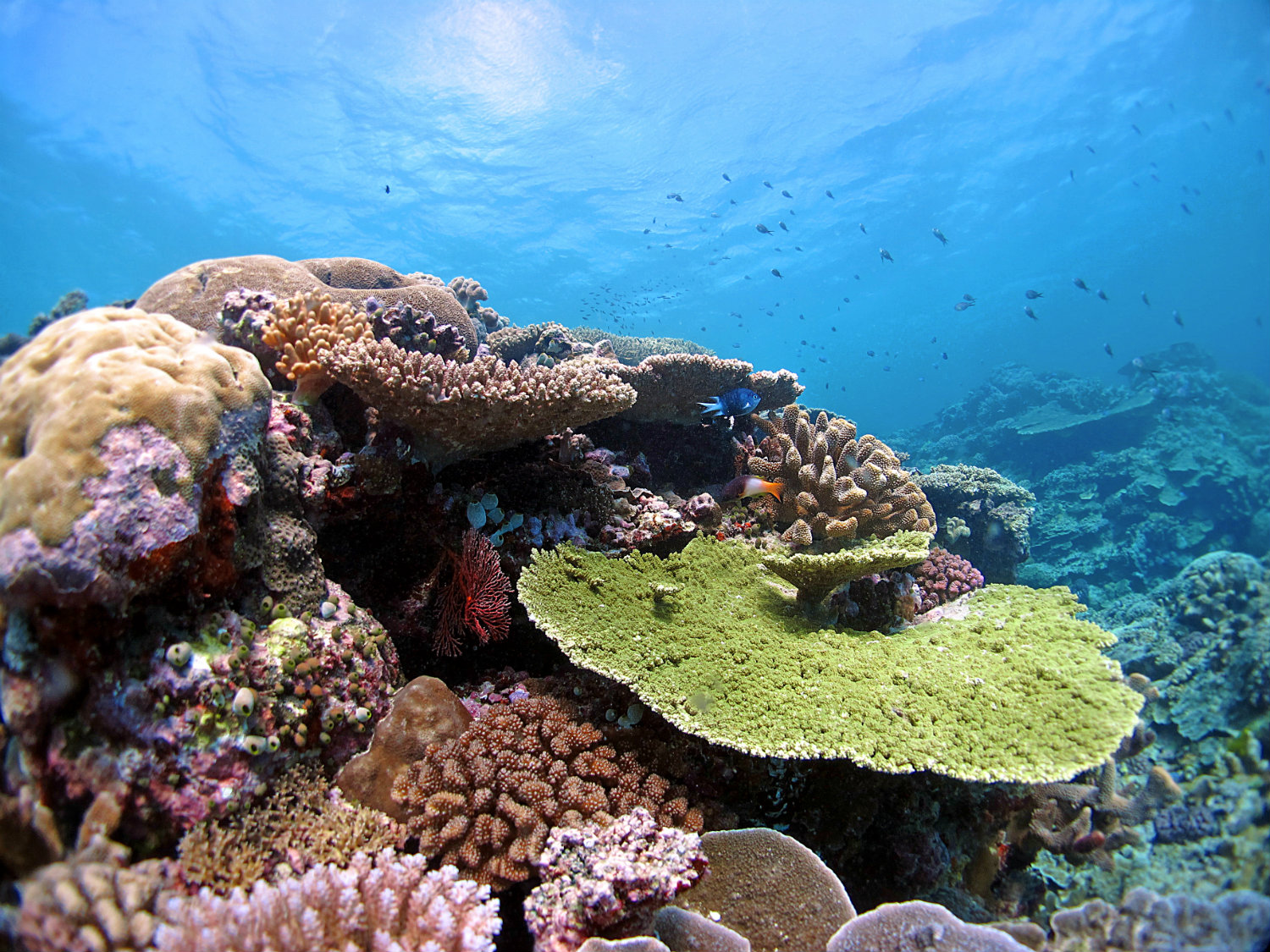 Far North Great Barrier Reef