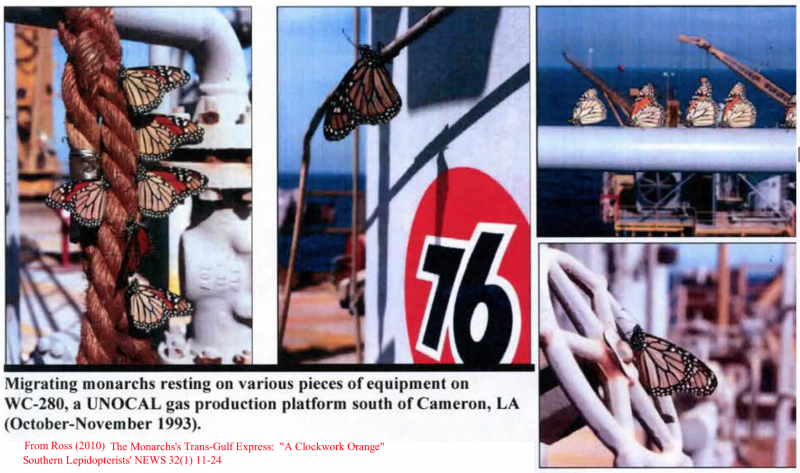 Butterflies on Oil Rigs