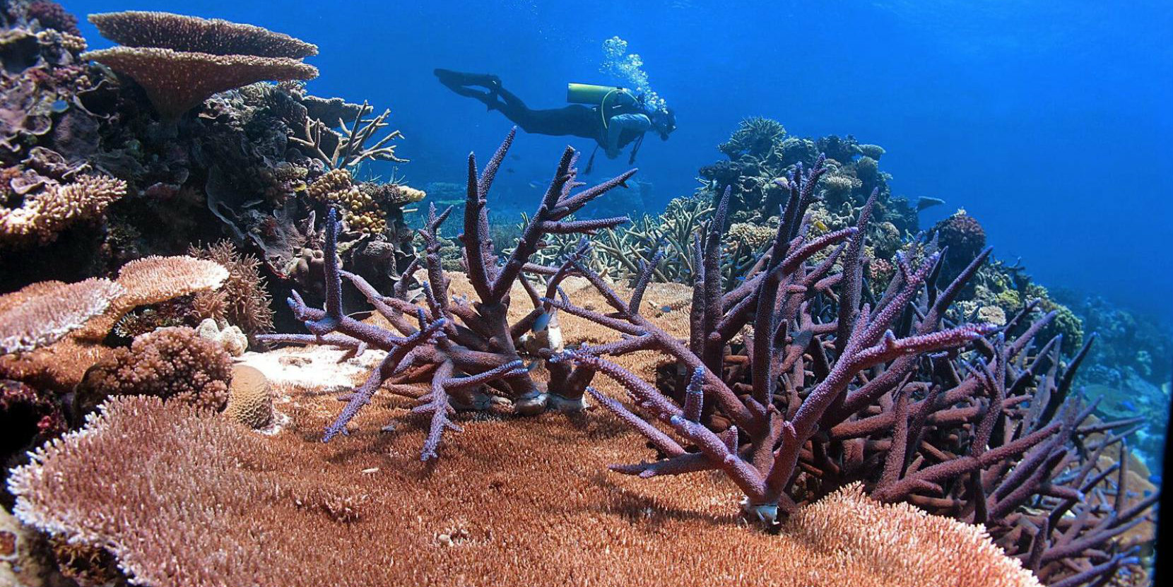 Reef