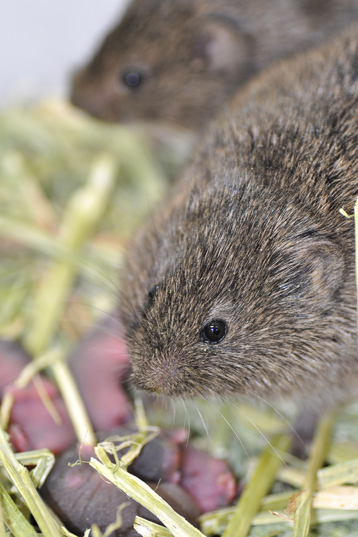 A female vole sits with her pups while the male is visible in the background.