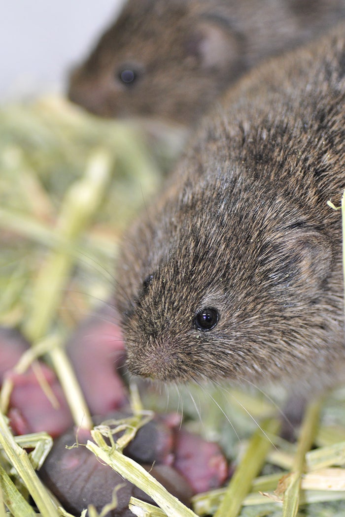 some prairie vole brains are better wired for sexual fidelity