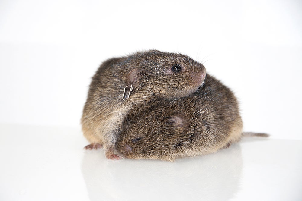 A pair of voles. One bears an ear tag that is used as a unique identifier for the vole.