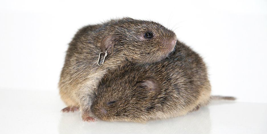 Voles