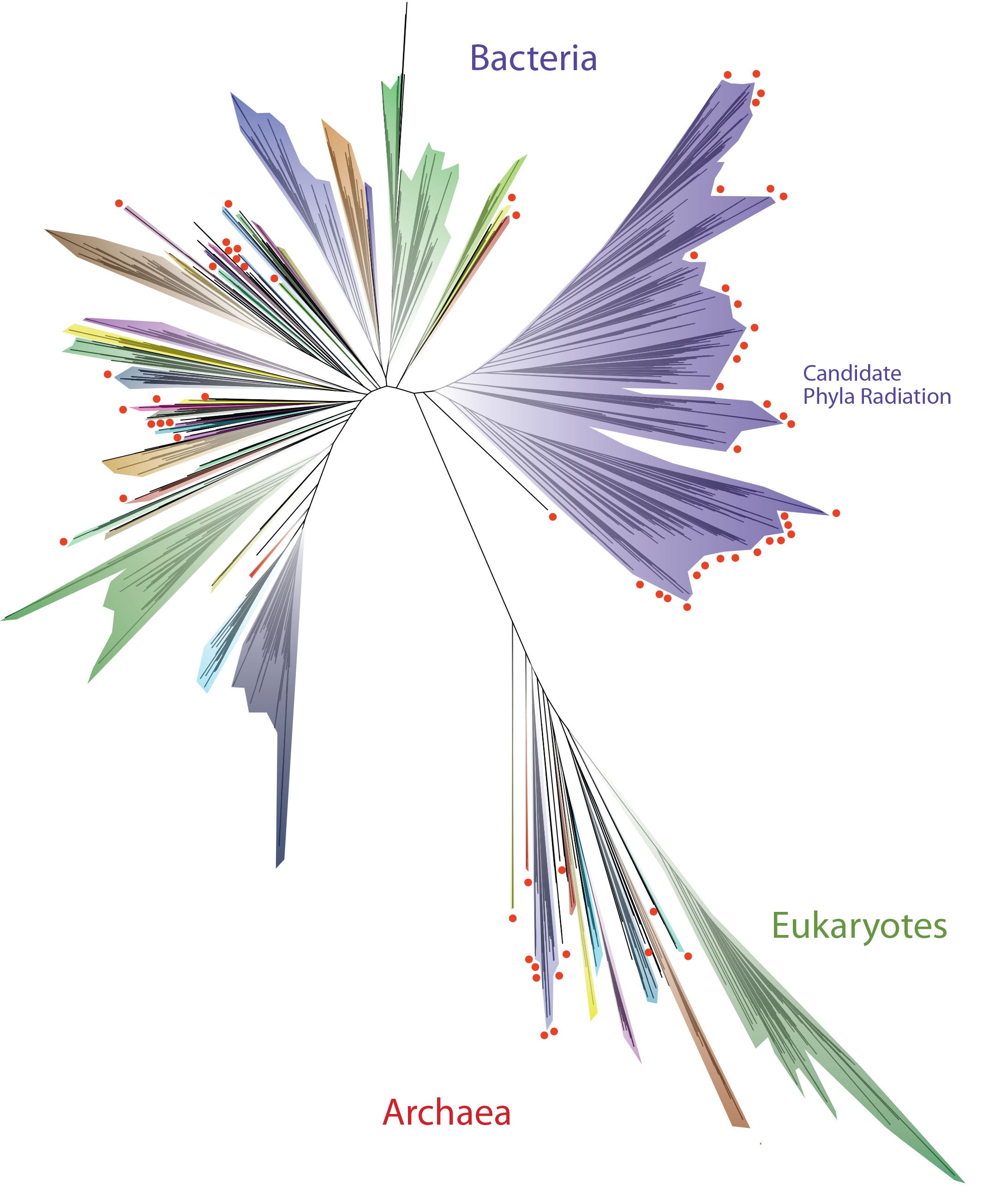 Genomic Tree of Life 2016 (with labels)