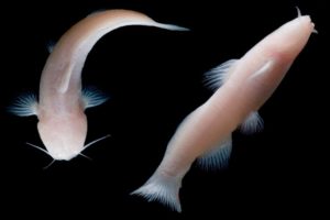 Two nearly translucent blind catfish swimming against a black background.