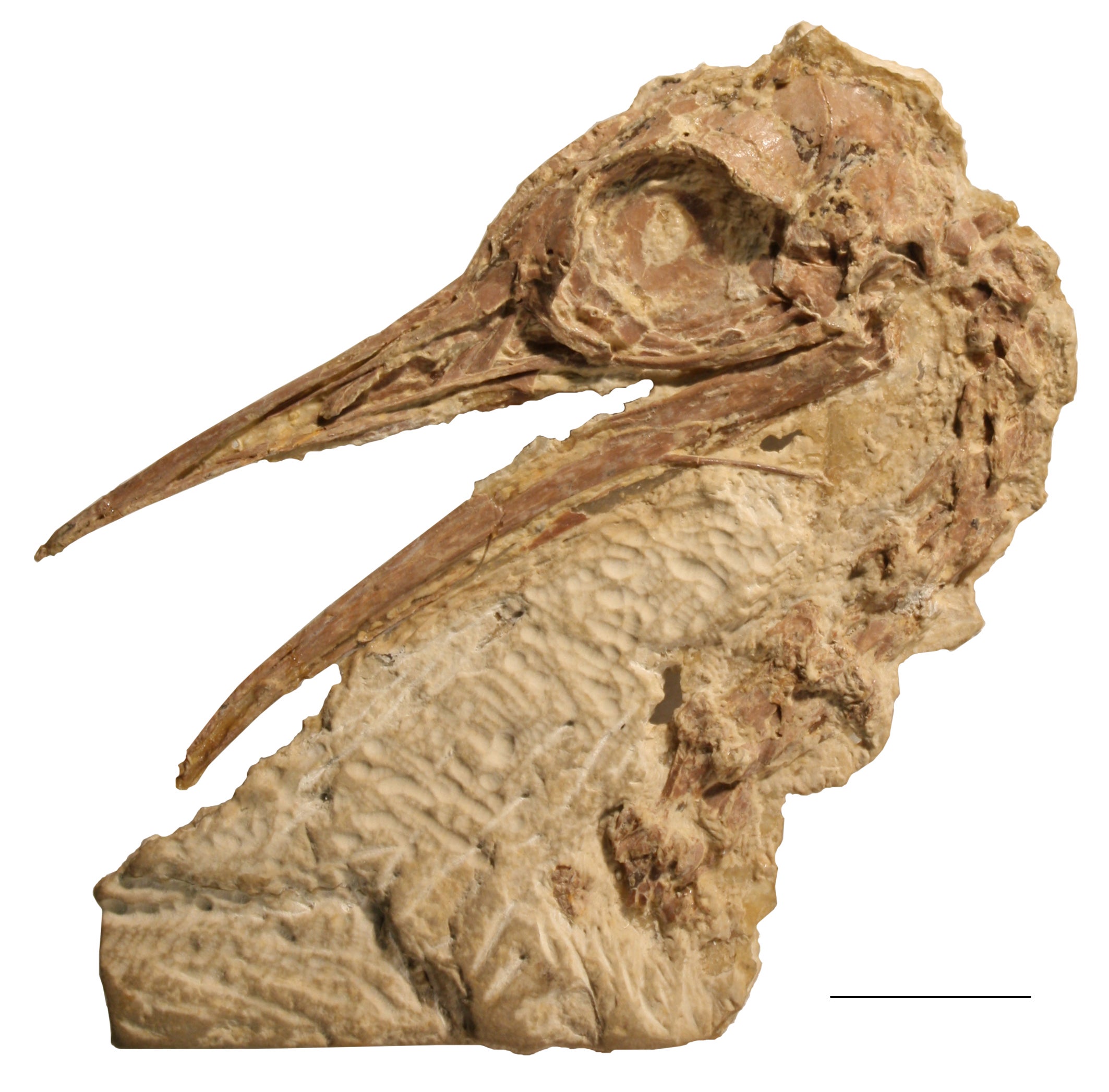 pseudocryptorus_skull