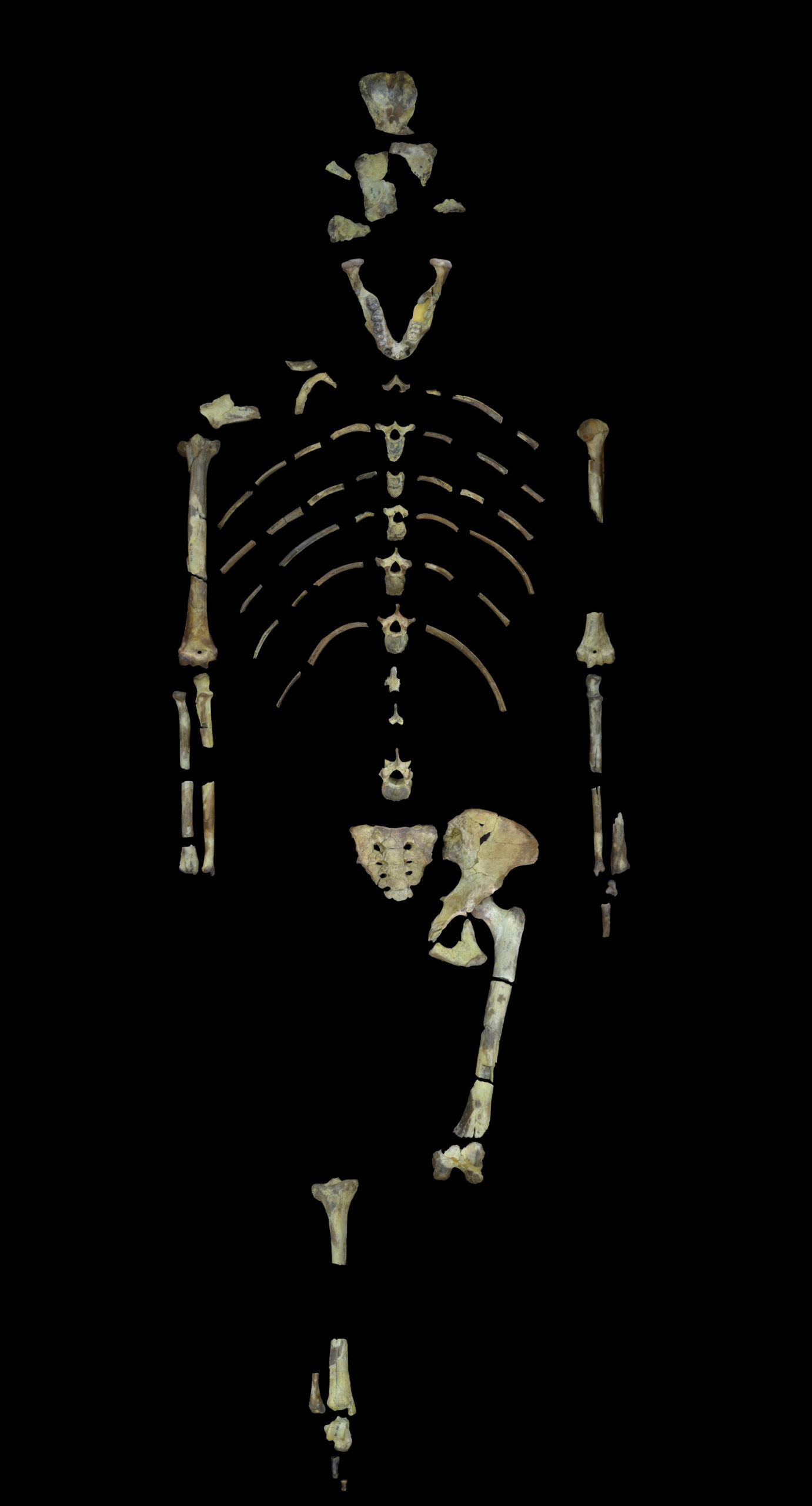 lucy_skeleton.jpg