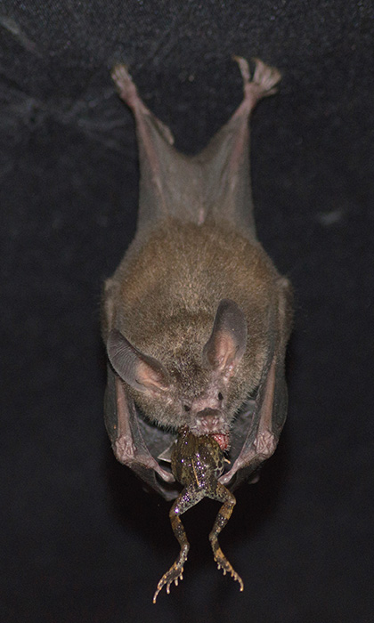 A fringe-lipped bat eating a captured frog