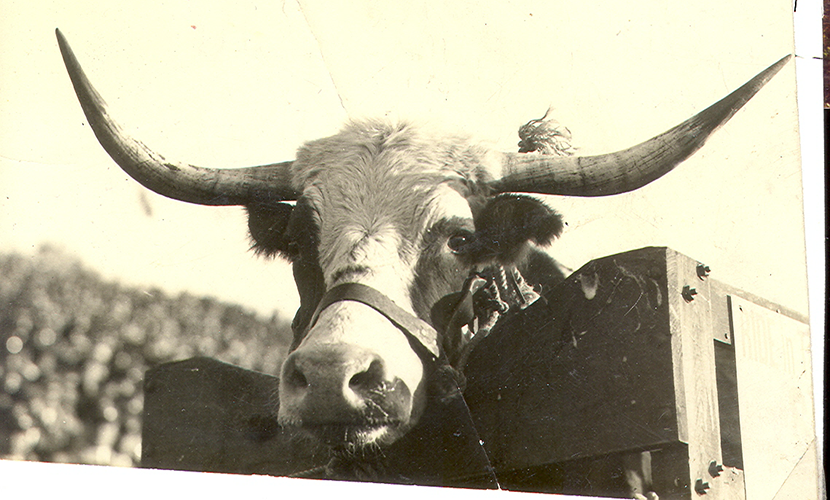 BEVO II