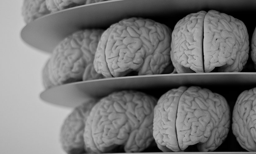 Brain