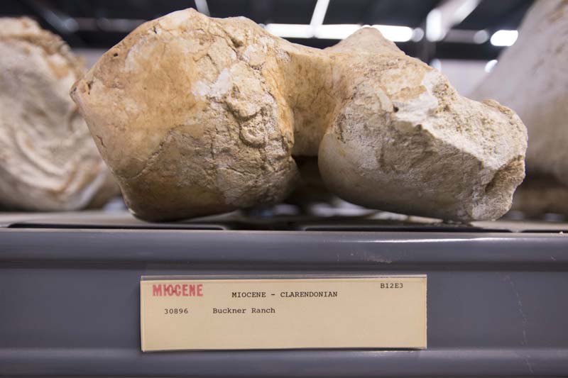 Buckner Ranch Fossil