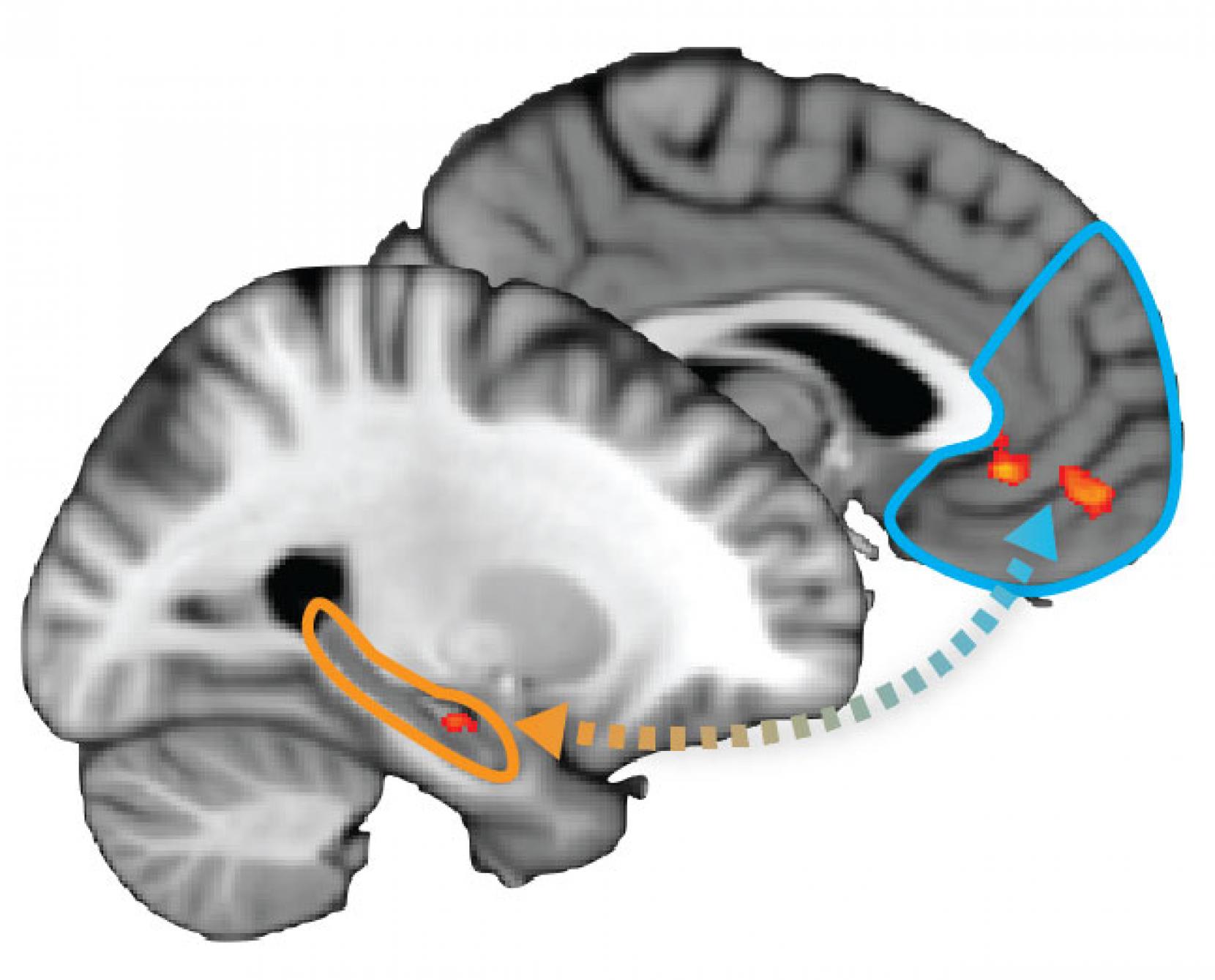 psychology brain map