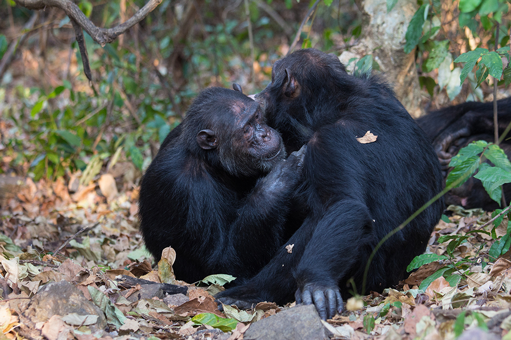 Chimpanzees interact in Gombe National Park, Tanzania