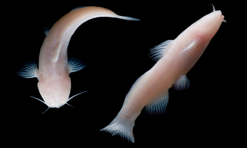 Mexican blindcats - Prietella phreatophila