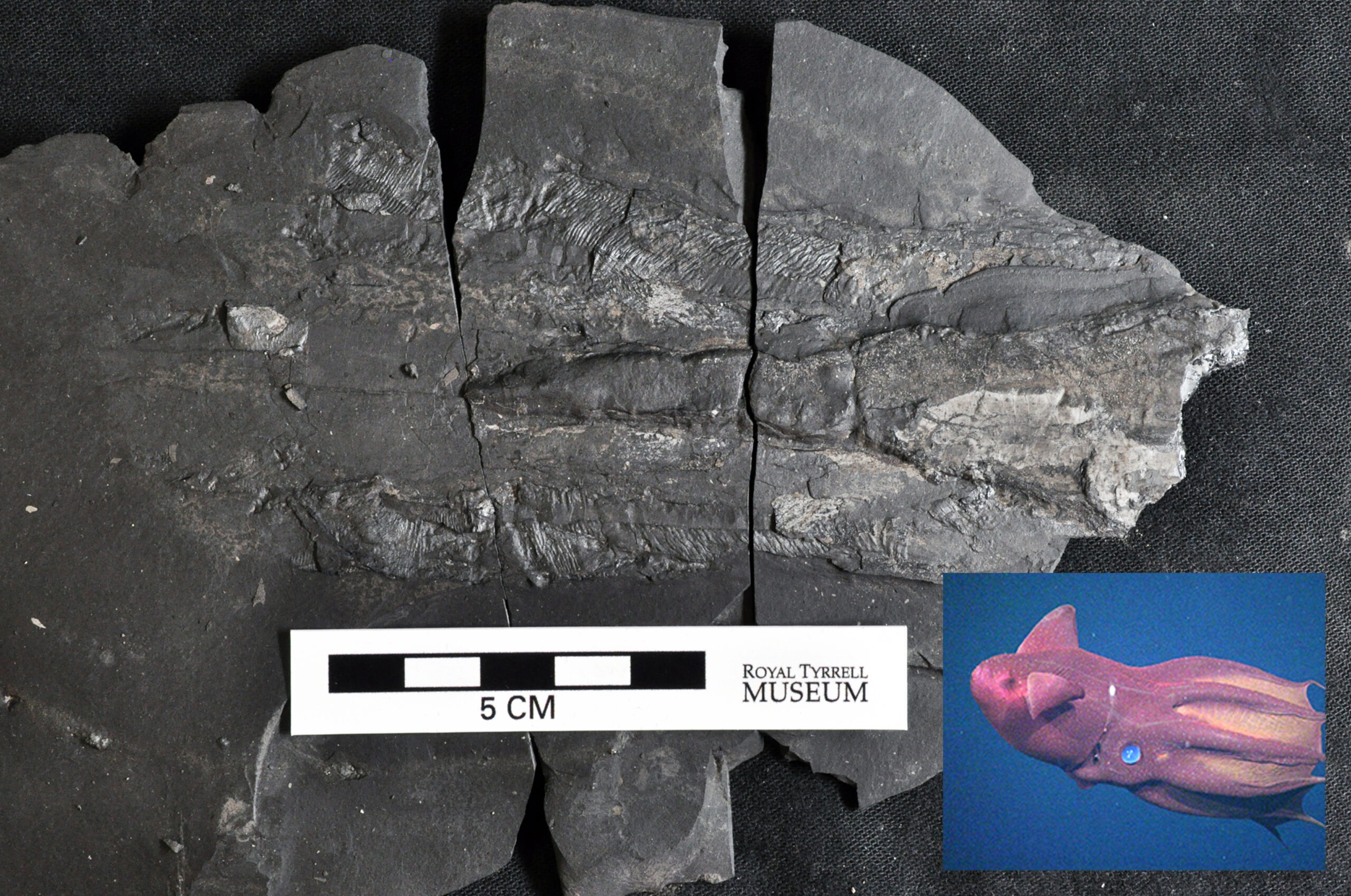 fossil and vampire squid