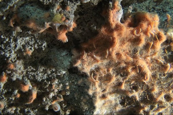 hydrothermal-sediment-bacteria