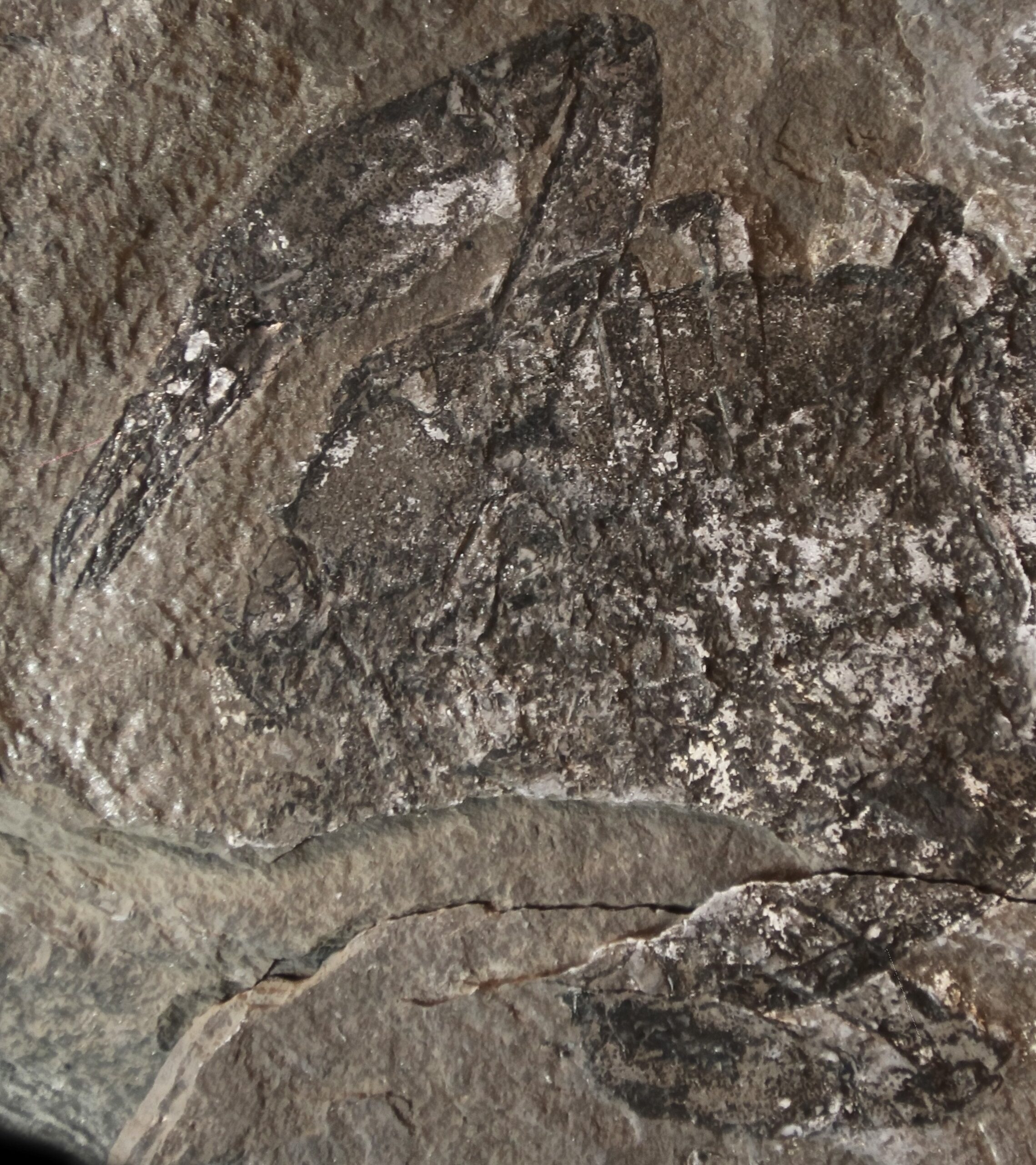 lobster fossil
