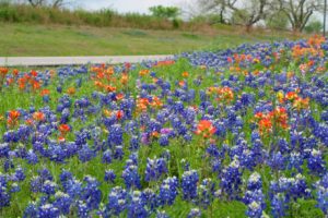 wildflower_roadside_brenda_jackson