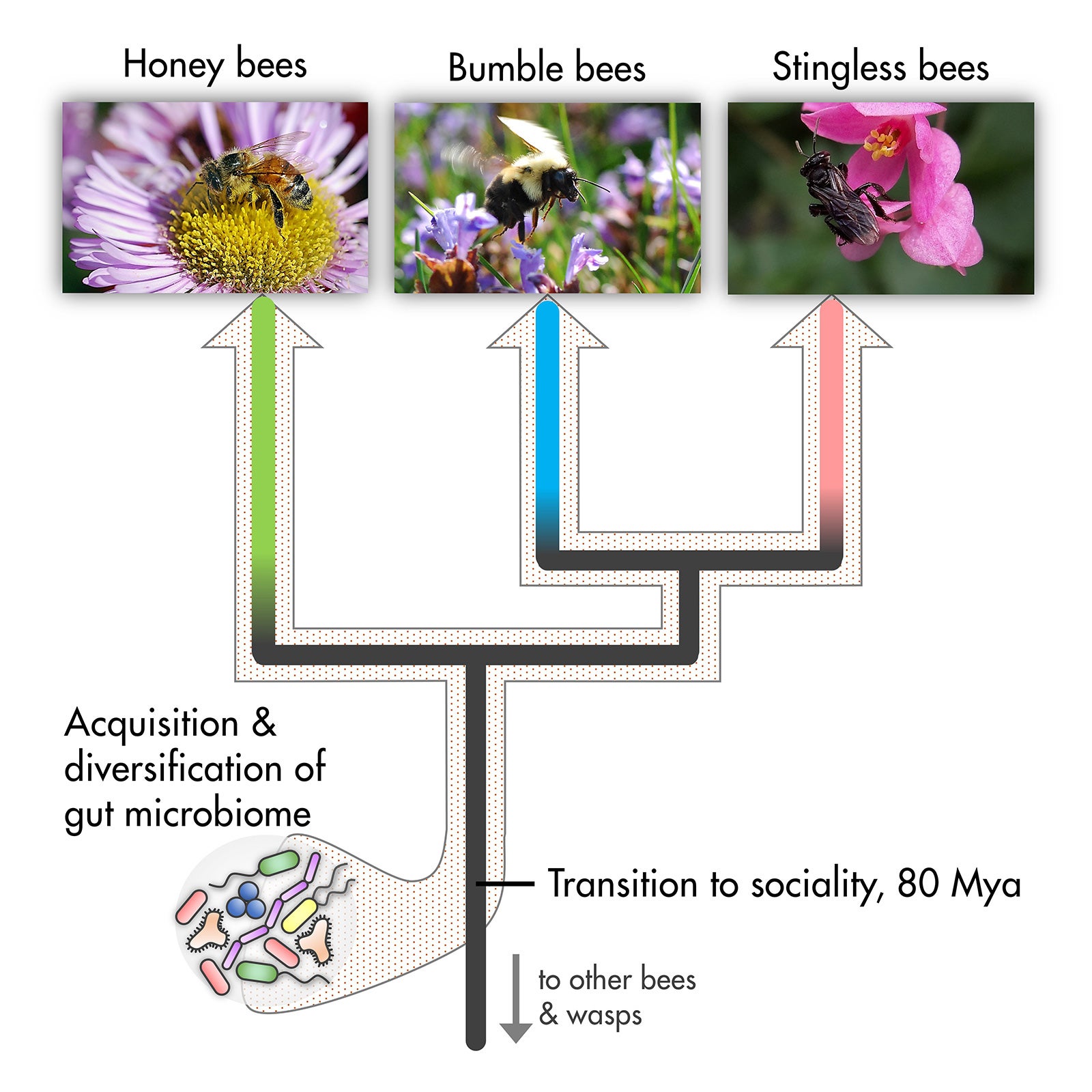 Social Bee Evolution