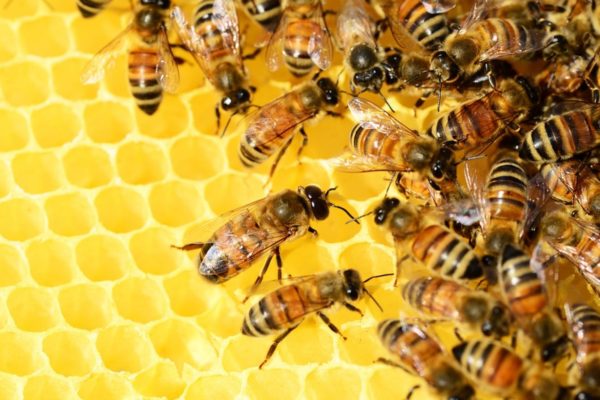 honey-bees-