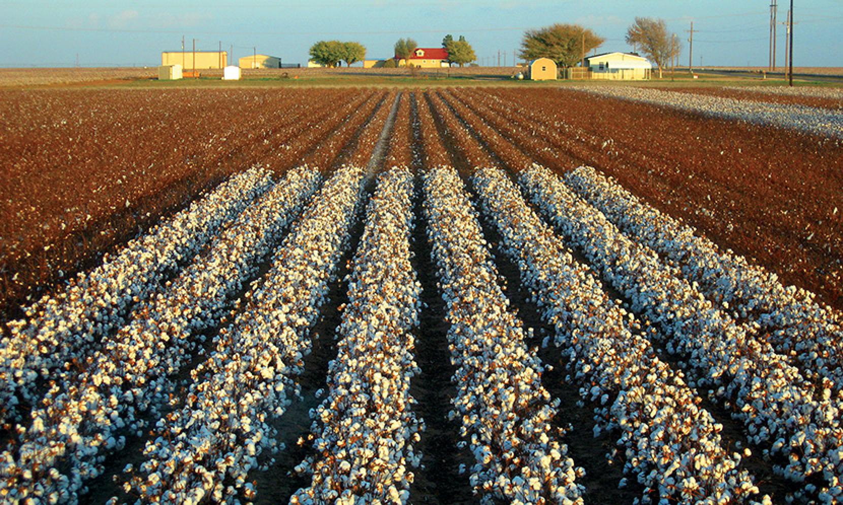 First Step Taken Toward Modified Cotton UT News