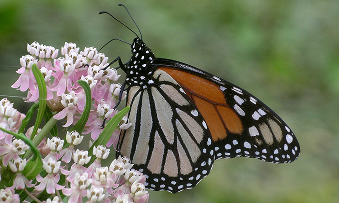 nymphalidae_danaus_plexippus_monarch1