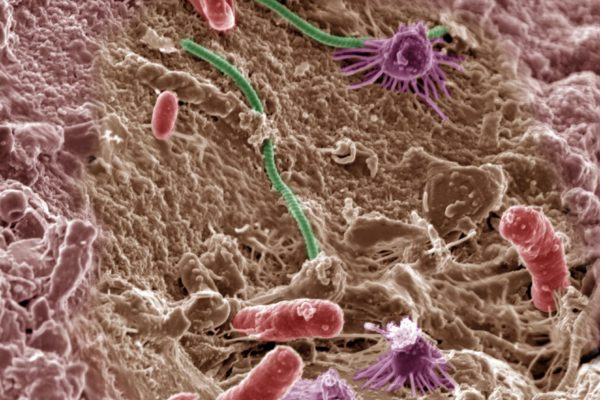 soil_microbes