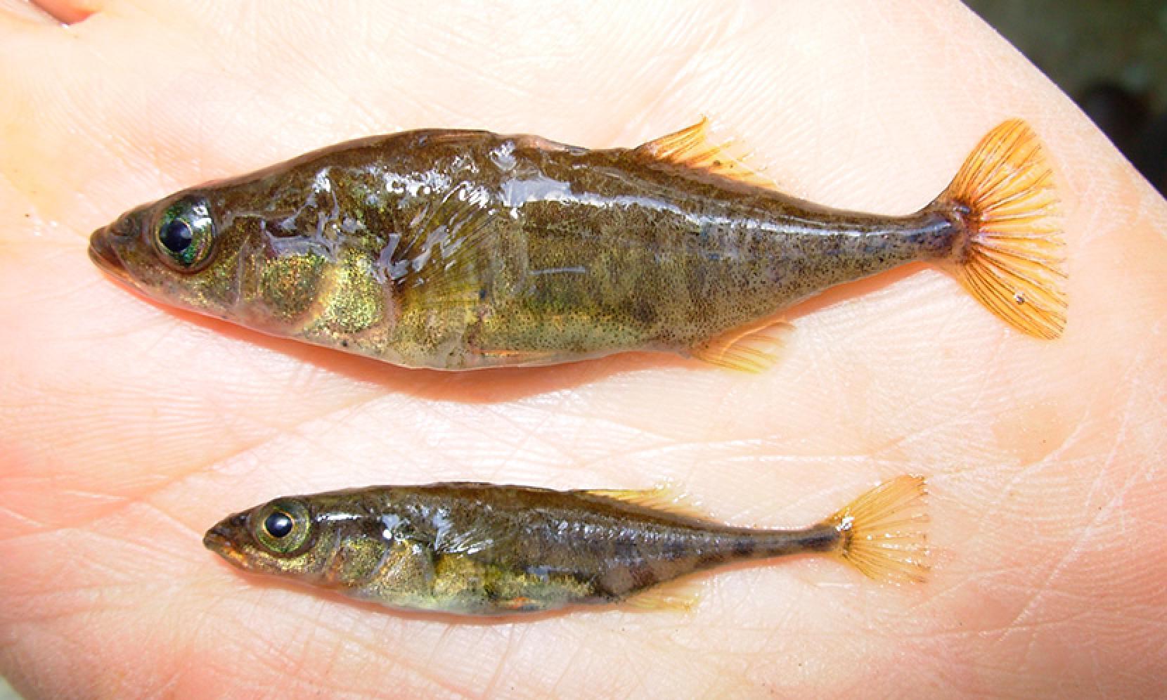 stickleback