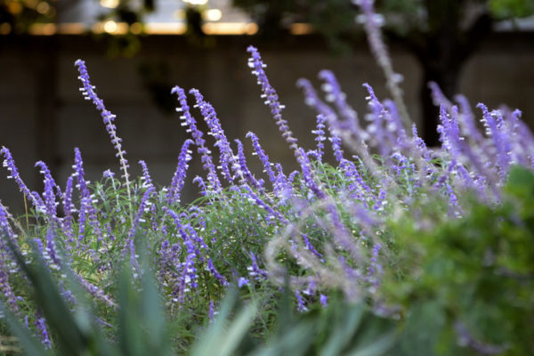 purple_plants