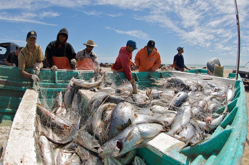 Mexican Fishers Harvest Gulf Corvina