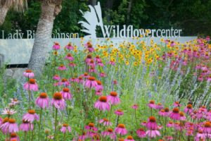 lady_bird_johnson_wildflower_center