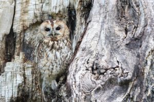 owl-in-tree