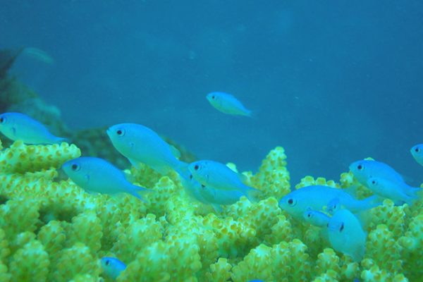 Small school of blue Chromis Damselfish in reef